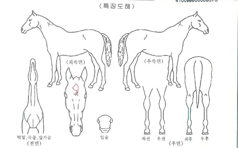 ¼ºÎ·¹ÀüµåÀÇ Ãø¸é,¿ì¸é,µÞ¸é,µÎ»ó,´Ù¸®ÀÇ Æ¯Â¡µµÇØ