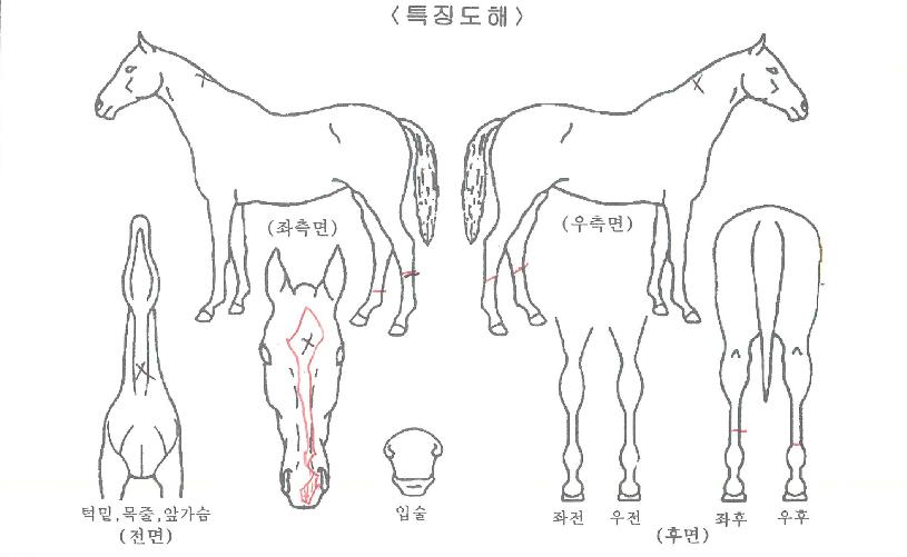 ¿ø´õÇ®Á¦À̵åÀÇ Ãø¸é,¿ì¸é,µÞ¸é,µÎ»ó,´Ù¸®ÀÇ Æ¯Â¡µµÇØ