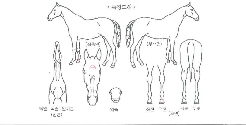 ·¹ÀüµåÅ·´ýÀÚ¸¶ÀÇ Ãø¸é,¿ì¸é,µÞ¸é,µÎ»ó,´Ù¸®ÀÇ Æ¯Â¡µµÇØ