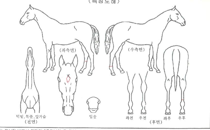 ¿ë¸¶·ç±¸ÀÇ Ãø¸é,¿ì¸é,µÞ¸é,µÎ»ó,´Ù¸®ÀÇ Æ¯Â¡µµÇØ