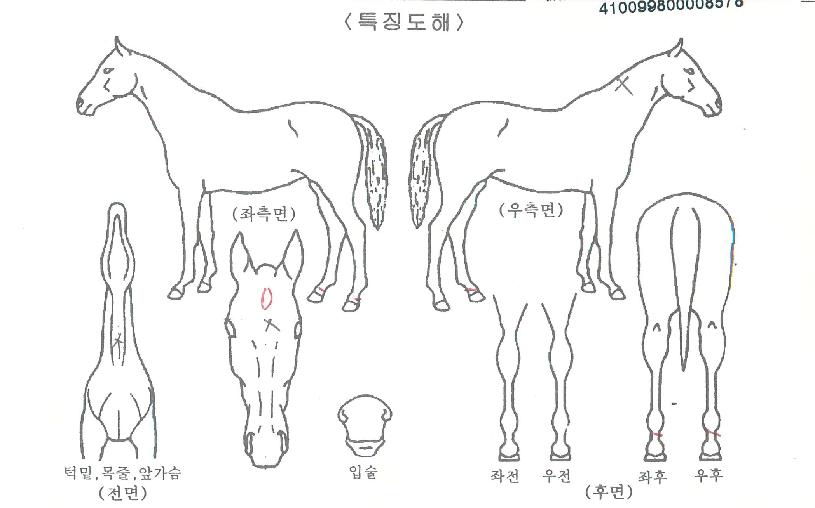 ÄÚ¸®¾ÈÆÞÀÇ Ãø¸é,¿ì¸é,µÞ¸é,µÎ»ó,´Ù¸®ÀÇ Æ¯Â¡µµÇØ