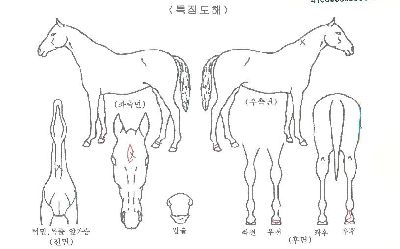 ½ÅÇÑ¿©¿ÕÀÇ Ãø¸é,¿ì¸é,µÞ¸é,µÎ»ó,´Ù¸®ÀÇ Æ¯Â¡µµÇØ