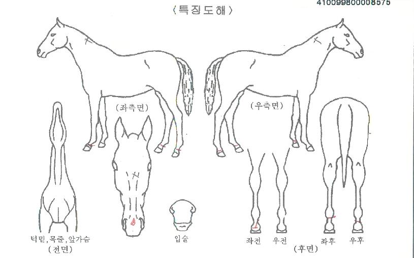 Á¦³Ê·²¾ØÀÇ Ãø¸é,¿ì¸é,µÞ¸é,µÎ»ó,´Ù¸®ÀÇ Æ¯Â¡µµÇØ