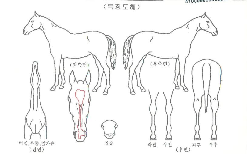 ¼ºÎ¾ÆÀÏ·£µåÀÇ Ãø¸é,¿ì¸é,µÞ¸é,µÎ»ó,´Ù¸®ÀÇ Æ¯Â¡µµÇØ