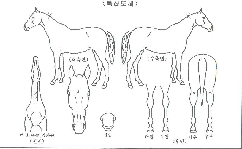 �мǺ����̵��� ����,���,�޸�,�λ�,�ٸ��� Ư¡����