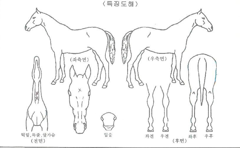 �����ǲ��� ����,���,�޸�,�λ�,�ٸ��� Ư¡����