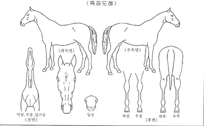 Ŭ¸®¾î°ñµåÀÇ Ãø¸é,¿ì¸é,µÞ¸é,µÎ»ó,´Ù¸®ÀÇ Æ¯Â¡µµÇØ