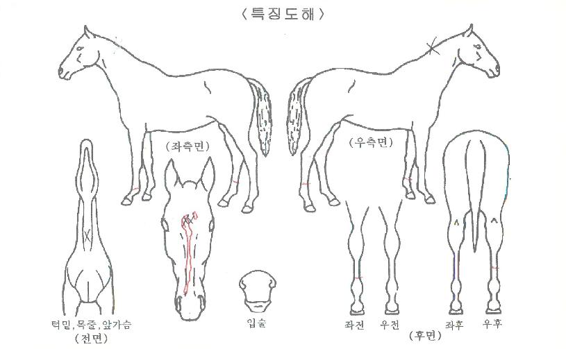 ±Ý°ºÀÀÇ Ãø¸é,¿ì¸é,µÞ¸é,µÎ»ó,´Ù¸®ÀÇ Æ¯Â¡µµÇØ