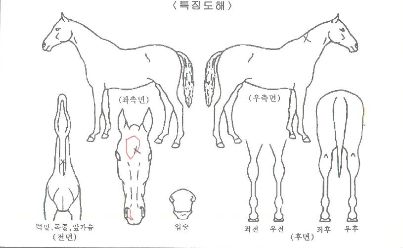 µµ¹Ì³×À̼ÇÀÇ Ãø¸é,¿ì¸é,µÞ¸é,µÎ»ó,´Ù¸®ÀÇ Æ¯Â¡µµÇØ