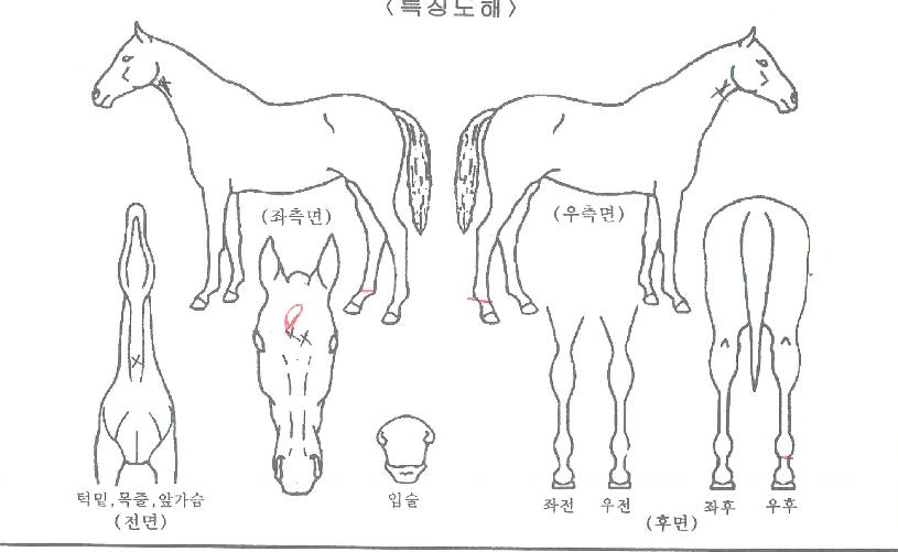 ÅéÄýÀÇ Ãø¸é,¿ì¸é,µÞ¸é,µÎ»ó,´Ù¸®ÀÇ Æ¯Â¡µµÇØ