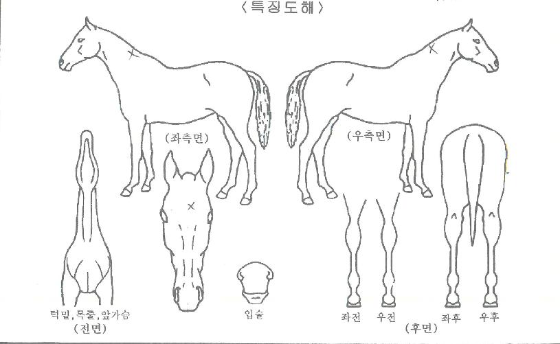 �鷰Ű�� ����,���,�޸�,�λ�,�ٸ��� Ư¡����