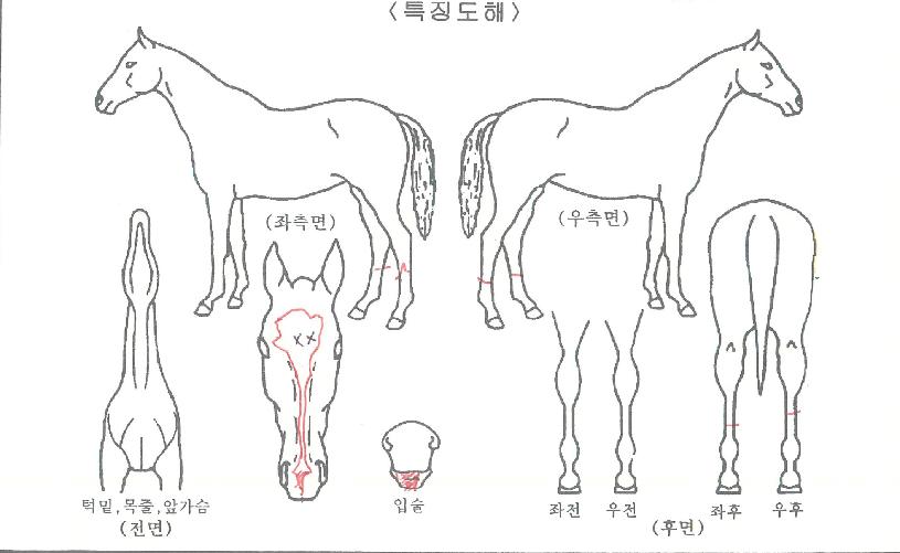 �����̾��� ����,���,�޸�,�λ�,�ٸ��� Ư¡����