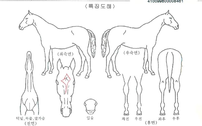 ½Â¸®ÄýÀÇ Ãø¸é,¿ì¸é,µÞ¸é,µÎ»ó,´Ù¸®ÀÇ Æ¯Â¡µµÇØ