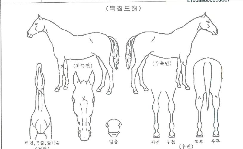 ¶ó¿Â½ÃÅ©ÀÇ Ãø¸é,¿ì¸é,µÞ¸é,µÎ»ó,´Ù¸®ÀÇ Æ¯Â¡µµÇØ