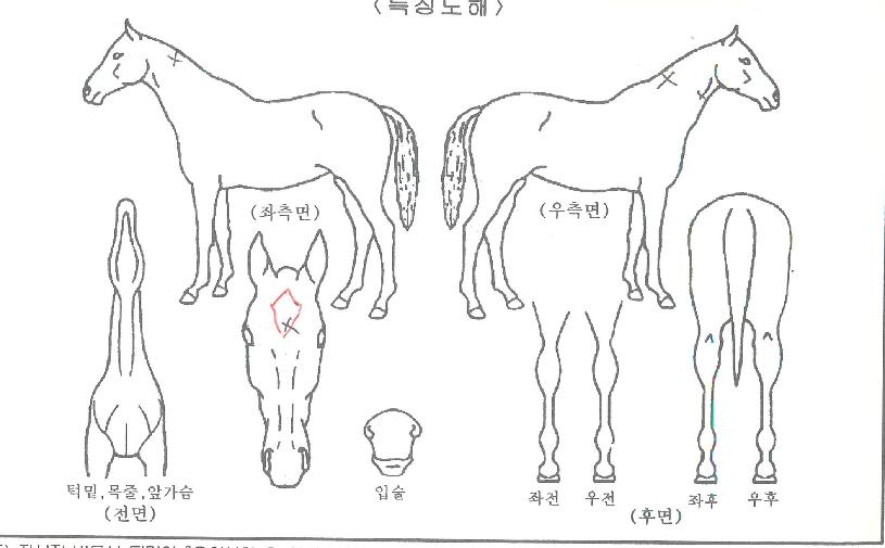 ÀÚÀÌ¾ðÆ®°ÉÀÇ Ãø¸é,¿ì¸é,µÞ¸é,µÎ»ó,´Ù¸®ÀÇ Æ¯Â¡µµÇØ