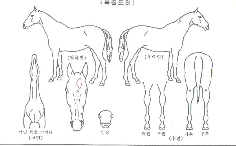 �����˴����� ����,���,�޸�,�λ�,�ٸ��� Ư¡����