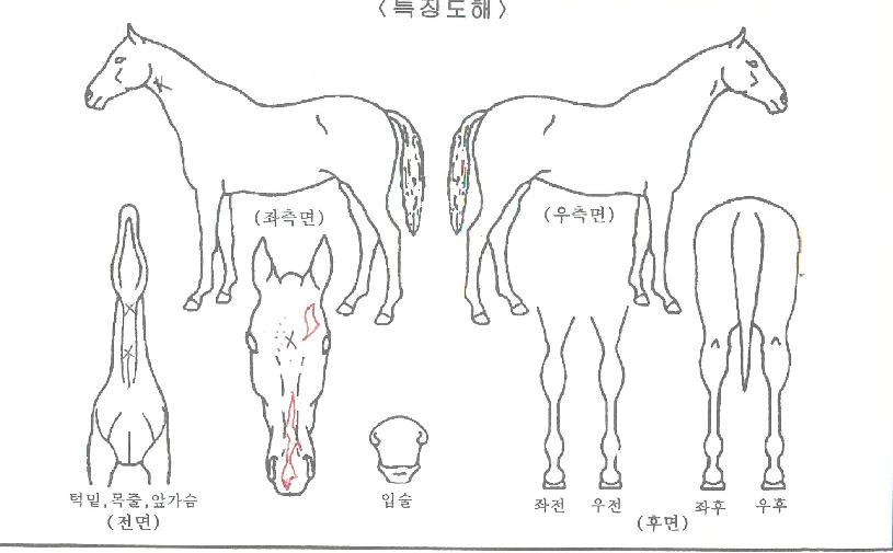 �ε���� ����,���,�޸�,�λ�,�ٸ��� Ư¡����