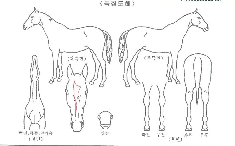 ¿ÍÀϵåºñÀüÀÇ Ãø¸é,¿ì¸é,µÞ¸é,µÎ»ó,´Ù¸®ÀÇ Æ¯Â¡µµÇØ