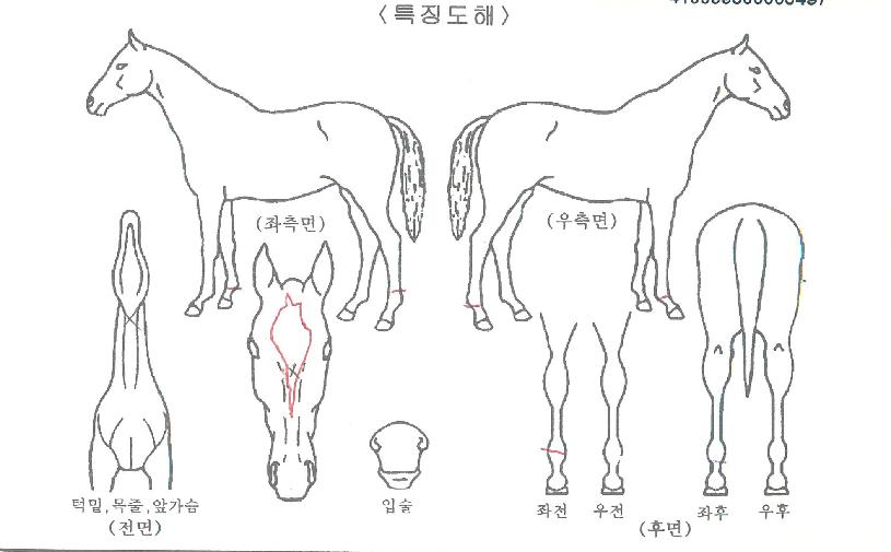 °úõ¿©°ÉÀÇ Ãø¸é,¿ì¸é,µÞ¸é,µÎ»ó,´Ù¸®ÀÇ Æ¯Â¡µµÇØ