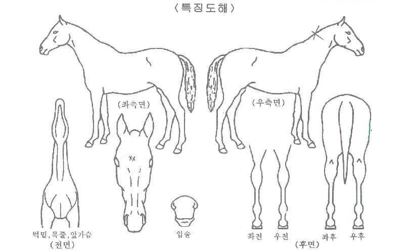 ��Ʋ���� ����,���,�޸�,�λ�,�ٸ��� Ư¡����