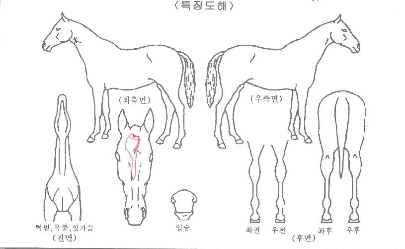 ·Ï´º½ºÀÇ Ãø¸é,¿ì¸é,µÞ¸é,µÎ»ó,´Ù¸®ÀÇ Æ¯Â¡µµÇØ