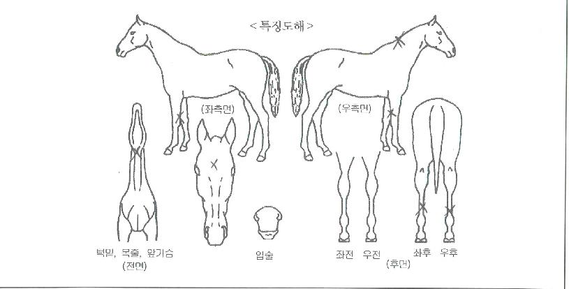 ������� ����,���,�޸�,�λ�,�ٸ��� Ư¡����