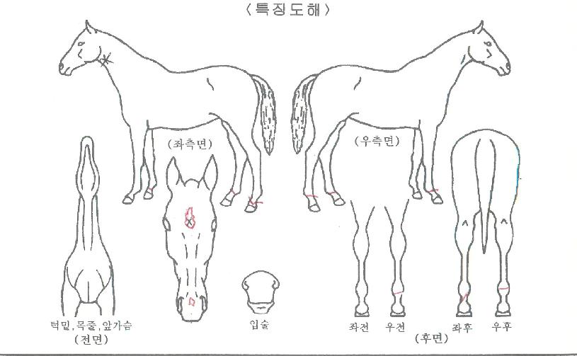 ¹Ì½º·ÎÄÏÀÇ Ãø¸é,¿ì¸é,µÞ¸é,µÎ»ó,´Ù¸®ÀÇ Æ¯Â¡µµÇØ