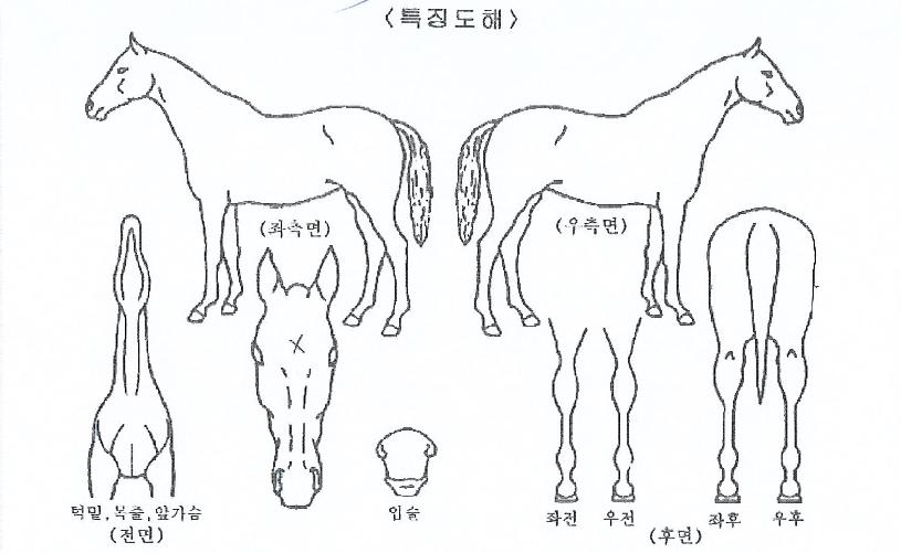 ¼±´õ¼Ò´Ï¾ÆÀÇ Ãø¸é,¿ì¸é,µÞ¸é,µÎ»ó,´Ù¸®ÀÇ Æ¯Â¡µµÇØ