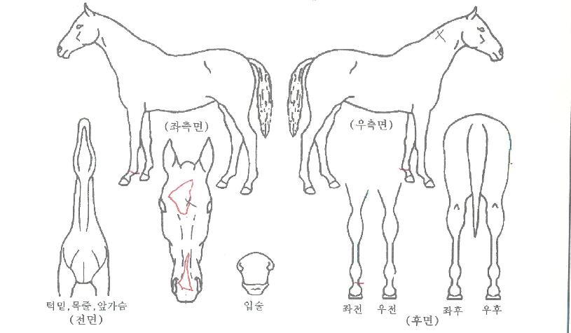 ²Þ°¡µæÀÇ Ãø¸é,¿ì¸é,µÞ¸é,µÎ»ó,´Ù¸®ÀÇ Æ¯Â¡µµÇØ