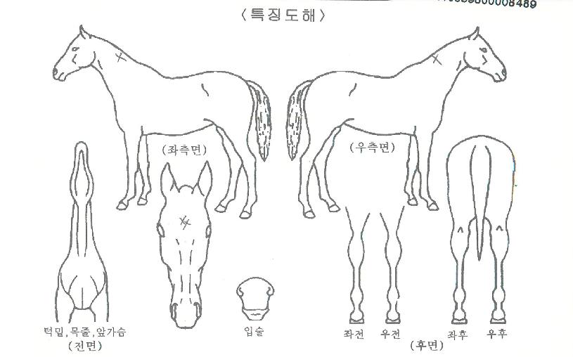 �����߾��� ����,���,�޸�,�λ�,�ٸ��� Ư¡����