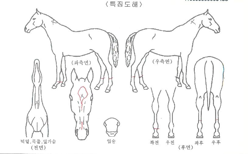 �ο������ڸ��� ����,���,�޸�,�λ�,�ٸ��� Ư¡����