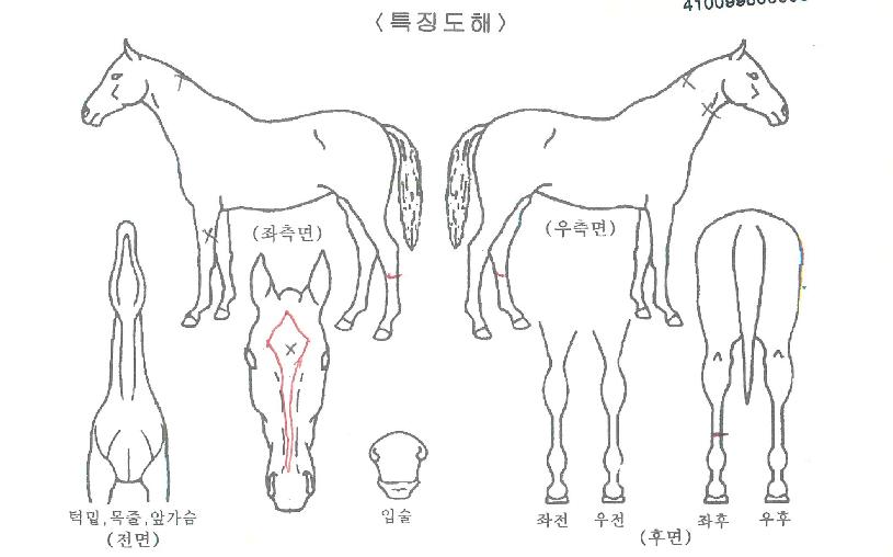 ºñ¿ÂÅõ¾îÀÚ¸¶ÀÇ Ãø¸é,¿ì¸é,µÞ¸é,µÎ»ó,´Ù¸®ÀÇ Æ¯Â¡µµÇØ