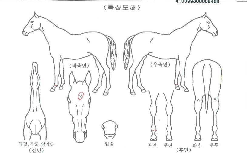 �Ʒθ��� ����,���,�޸�,�λ�,�ٸ��� Ư¡����