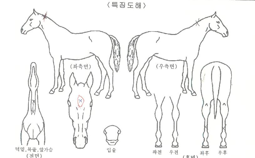 °úõ¿¡À̽ºÀÇ Ãø¸é,¿ì¸é,µÞ¸é,µÎ»ó,´Ù¸®ÀÇ Æ¯Â¡µµÇØ
