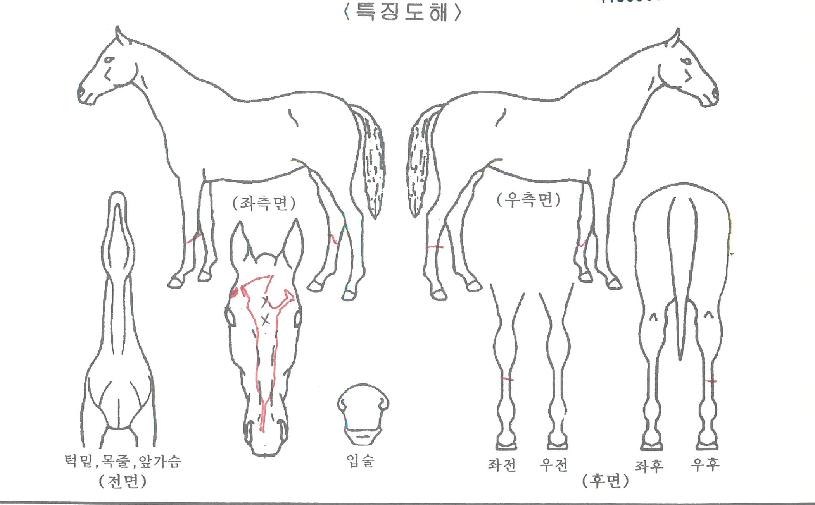 õµÕ±â¼¼ÀÇ Ãø¸é,¿ì¸é,µÞ¸é,µÎ»ó,´Ù¸®ÀÇ Æ¯Â¡µµÇØ