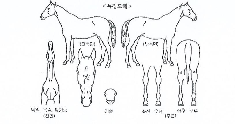 �ö��׹ٺ��� ����,���,�޸�,�λ�,�ٸ��� Ư¡����