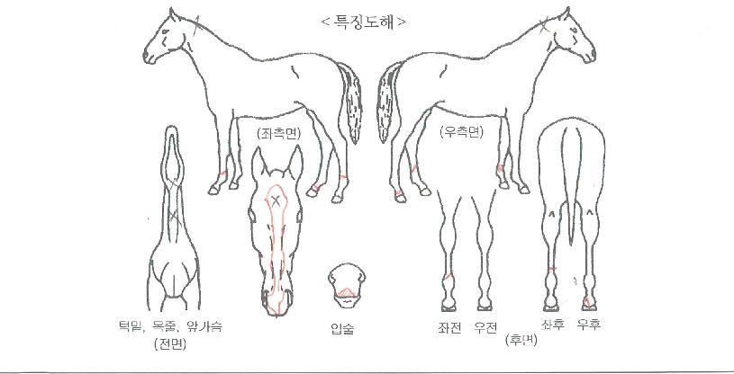 ¼Û¾ÏÇ÷¹À̾îÀÇ Ãø¸é,¿ì¸é,µÞ¸é,µÎ»ó,´Ù¸®ÀÇ Æ¯Â¡µµÇØ