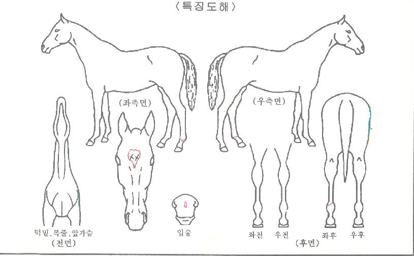 ±Ý¾ÆÄ«À̷νºÀÇ Ãø¸é,¿ì¸é,µÞ¸é,µÎ»ó,´Ù¸®ÀÇ Æ¯Â¡µµÇØ
