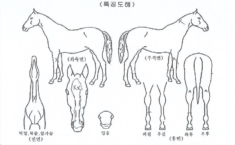 Àå»ê¿£ÁøÀÇ Ãø¸é,¿ì¸é,µÞ¸é,µÎ»ó,´Ù¸®ÀÇ Æ¯Â¡µµÇØ