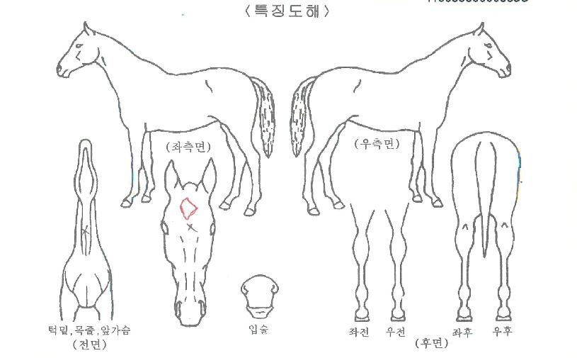 ¹«ÇѼ¼´ëÀÇ Ãø¸é,¿ì¸é,µÞ¸é,µÎ»ó,´Ù¸®ÀÇ Æ¯Â¡µµÇØ