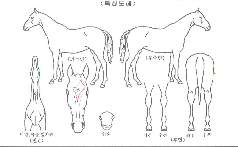 ����Ǹ����ڸ��� ����,���,�޸�,�λ�,�ٸ��� Ư¡����