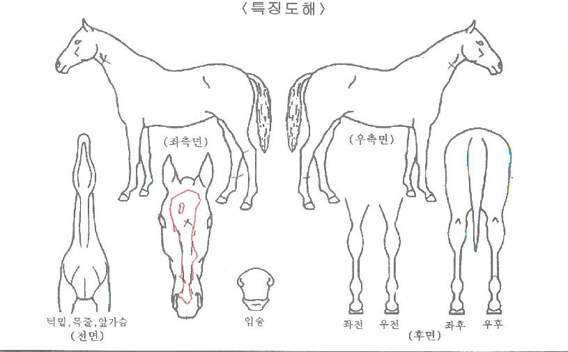 ÇÑÇ÷¸¶ÀÇ Ãø¸é,¿ì¸é,µÞ¸é,µÎ»ó,´Ù¸®ÀÇ Æ¯Â¡µµÇØ