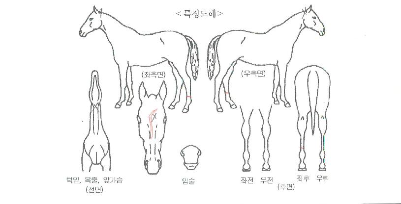 û�����̴��� ����,���,�޸�,�λ�,�ٸ��� Ư¡����