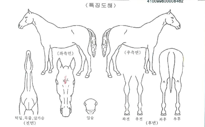 û´ã¿©°ÉÀÇ Ãø¸é,¿ì¸é,µÞ¸é,µÎ»ó,´Ù¸®ÀÇ Æ¯Â¡µµÇØ