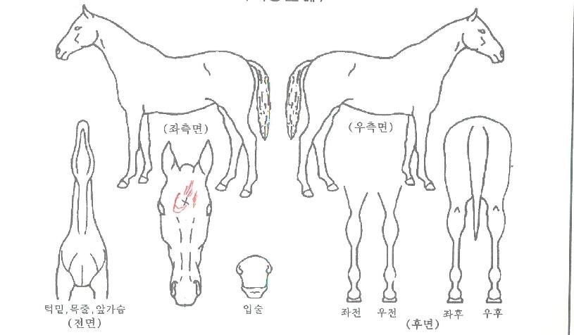 ±×¸°Æ®¸®¼¹ÔÀÇ Ãø¸é,¿ì¸é,µÞ¸é,µÎ»ó,´Ù¸®ÀÇ Æ¯Â¡µµÇØ