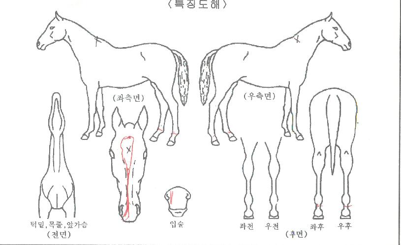 µ¿¹æÄ¸Æ¾ÀÇ Ãø¸é,¿ì¸é,µÞ¸é,µÎ»ó,´Ù¸®ÀÇ Æ¯Â¡µµÇØ