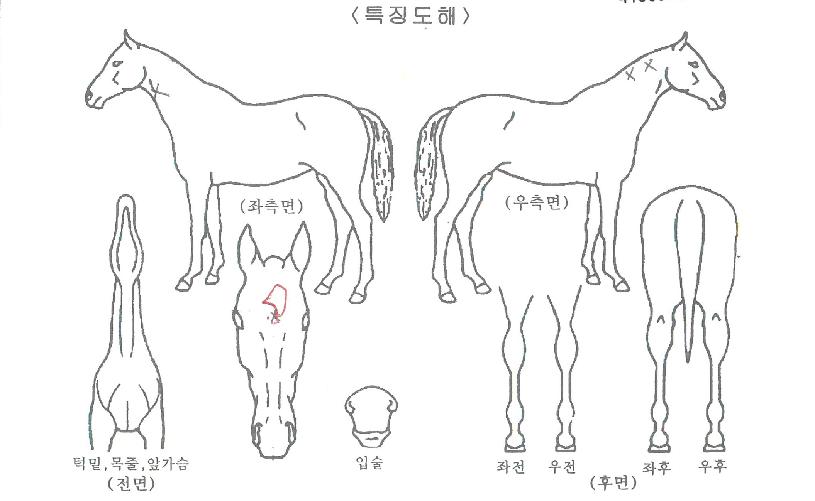 ¹Ì½º¸¶ÀÌ´õ½ºÀÚ¸¶ÀÇ Ãø¸é,¿ì¸é,µÞ¸é,µÎ»ó,´Ù¸®ÀÇ Æ¯Â¡µµÇØ