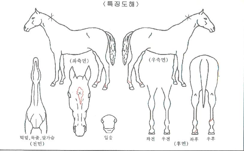 �Ѷ������ ����,���,�޸�,�λ�,�ٸ��� Ư¡����