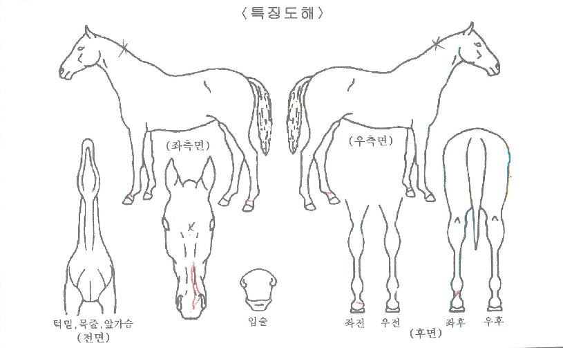 ¸¶½ºÅÍÅ·ÀÇ Ãø¸é,¿ì¸é,µÞ¸é,µÎ»ó,´Ù¸®ÀÇ Æ¯Â¡µµÇØ