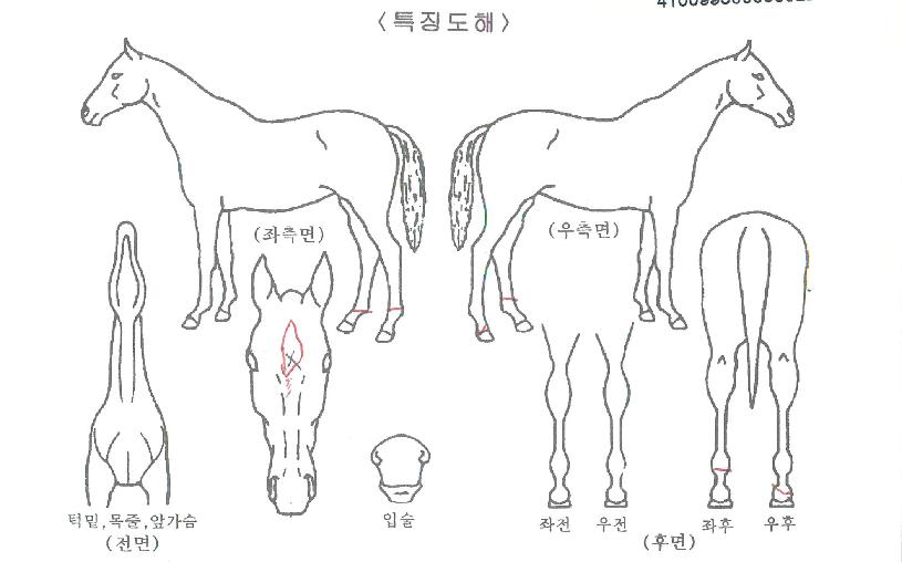 Á¦ÀÌ¿¥ÆÄÀÌÅÍÀÇ Ãø¸é,¿ì¸é,µÞ¸é,µÎ»ó,´Ù¸®ÀÇ Æ¯Â¡µµÇØ